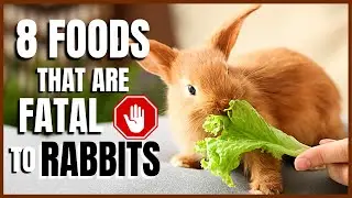 8 Foods That Are Fatal to Rabbits