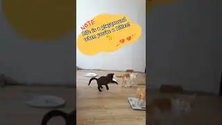 My cats' life: kittens' wrestling every morning 😹#kittens #emergency #trending #kittensplaying