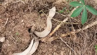 Help the farmer catch the king cobra hiding under the tree