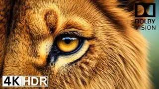 4K HDR 60fps Nature Video | OLED Demo with Dolby Vision | Live&Reels