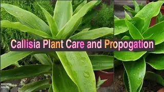 Callisia fragrence/chain plant perfect plant for hanging baskets care and propogation