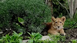 Georgia | Tbilisi Zoo