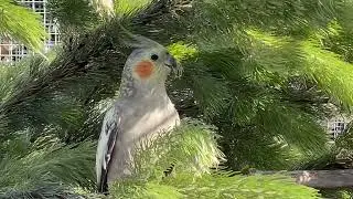 Weiro woolly bush bliss