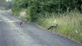 Shadow Runner of the Savannah@JackAlexus #jackal #carnivore #jackals #savannah #africansafari