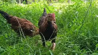 Chicken Farmer Routine of Feeding Chicks, Vlog 0025