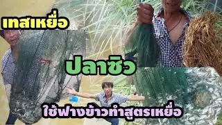 ดักปลาซิว!!ดูกันชัดๆปลาเข้าเป็นกิโลๆๆ