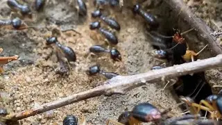 The Brutal Reality of the Termite Caste System
