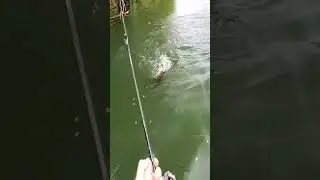 #fishing #fishyangler #bowfish #oceanfishing #lakemichiganangler #sportfishing #fisherman