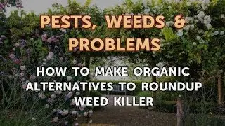 How to Make Organic Alternatives to Roundup Weed Killer