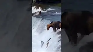 Nature of Beauties / Earth : Bear catching fish at waterfalls