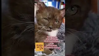Котики шутят #веселыекоты #cat