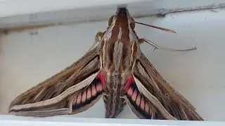 Большой винный бражник-Vine hawk-moth