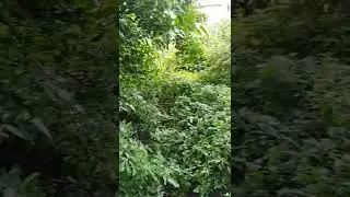 Garden Clear Before and after video