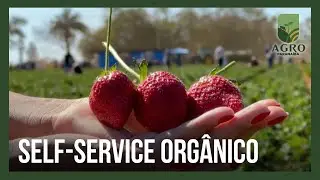 Lavoura de morango, em S&atilde;o Gotardo, ficar&aacute; aberta para visita&ccedil;&atilde;o at&eacute; agosto | Agro Parana&iacute;ba