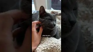 Synaesthetic meows 🐈&zwj;⬛ #neurodivergent #synesthesia