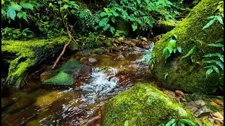 Real Jungle Stream for Anxiety Relief | Natural Water Sound to Help You Sleep & Focus Better