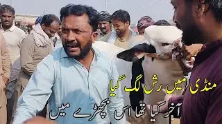 Live Soda Ho Gya 🔥 | Bachay Ka Rate Sun Kar Sab Hairan 😱 | Mandi Kay Rang 2025
