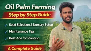 Oil Palm Farming Step by Step | Tamil Farmers Income Model  || Oil Palm = Long Term Profit 🌴