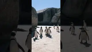 penguins in relax mood with music
