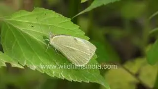 A cabbage white butterfly is seen resting gently on a green leaf