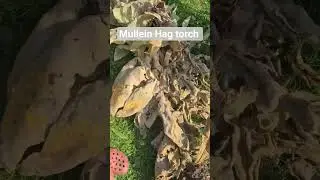 Harvesting the Mullein heads . To make hag torches for outdoor events