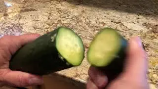 Milking a Cucumber