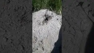 Cheap Fire Ant Control                   #shorts