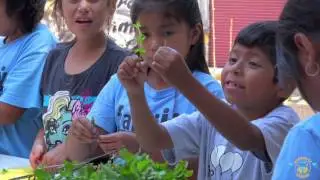 How it all began for Community Healing Gardens