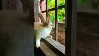 #Rabbit​ #RabbitVideo​ #CuteRabbit​ #RabbitLovers​ #RabbitCare​ #RabbitFun​#RabbitBaby​ #RabbitLife​