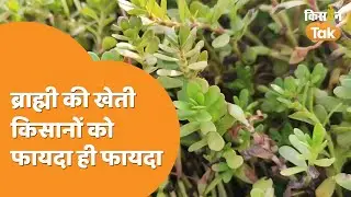 Brahmi Ki Kheti: किसानों के लिए फायदे का सौदा ब्राह्मी की खेती, जानें इसके फायदे | Kisan Tak