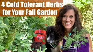 How to Plant 4 Cold Tolerant Herbs for Your Fall Garden / Fall Garden Series #3