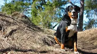 What Are Greater Swiss Mountain Dogs Known For?🐕