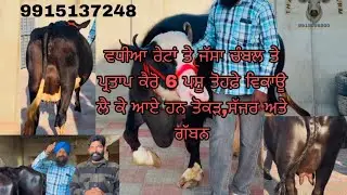 ਵਧੀਆ ਅਤੇ ਸਸਤੇ ਰੇਟਾਂ ਤੇ ਜੱਸਾ ਚੰਬਲ ਤੇ ਪ੍ਰਤਾਪ ਕੈਰੋ 6ਪਸੂਤੋਕੜ , ਗੱਬਣ ਤੇ ਸੱਜਰ ਵੇਚਣ ਲਈ ਲੈਕੇ ਆਏ ਹਨ9915137248