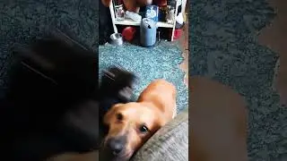 #relatable #dogs #puppydog #blackdog #coffee #browndog #creamer #love #pets #companion #doggie#doggo