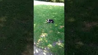 Boston terrier bruno getting shot