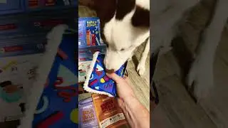 Tyrs September Barkbox! #barkbox #dog #bordercollie #dogoftheday #dogbreed #puppy