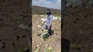 cortando Palma para o gado
