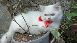 Cara merawat kucing flu/pilek || sembuh dengan cepat