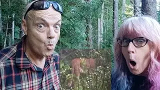 Vancouver Island wildlife cams (Episode 3)