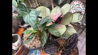 ZukyGarden est&aacute; en vivo #calathea