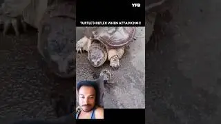 #memes #reaction #turtle  #shorts 🐢