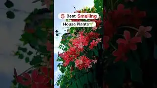 Best Smelling House Plants🌱 #shorts