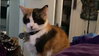 Good Morning, Guardian Kitteh Tootsie! Tootsie the Calico Purr Machine! #autism #cat  ASMR 50
