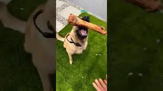 Max bone
