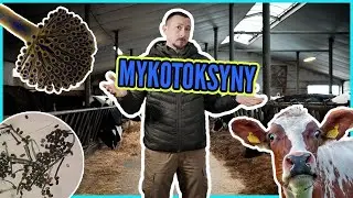 Grzyby strzępkowe - jak Aspergillus, Fusarium i Penicillum ukryły się w koniu trojańskim z kiszonki