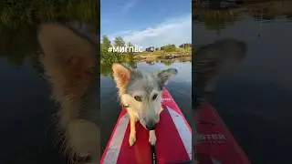 Говорит не умеет плавать #мигпёс