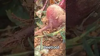 #short  #beetroot #grow beetroot, #beetroot bad?  #beetroot  #beetroot recipes #beetroot benefits