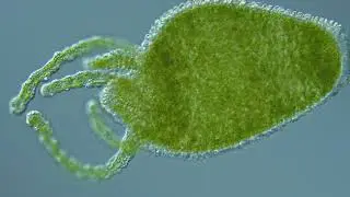 Hydra viridissima