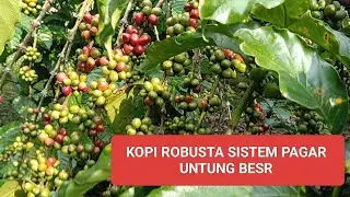 Pakai cara ini Terbukti kopi ROBUSTA berbuah lebat