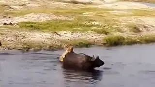 Epic Water FIGHT Between Buffalo and Lion Goes Viral &lrm;@WildlifeWonders121&nbsp; @AnimalHT2721 ani
